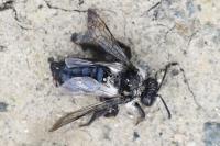 Andrena cineraria