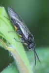 Dolerus puncticollis