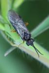 Dolerus puncticollis