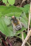 Anthophora plumipes