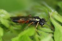 Aglaostigma aucupariae
