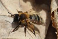 Andrena nigroaenea