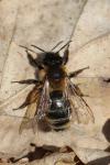 Andrena nigroaenea