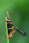Nomada bifasciata