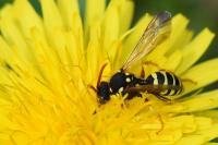 Nomada goodeniana