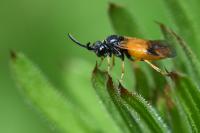 Arge cyanocrocea