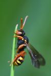 Nomada bifasciata
