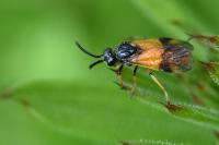 Arge cyanocrocea