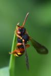 Nomada bifasciata