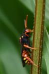 Nomada bifasciata