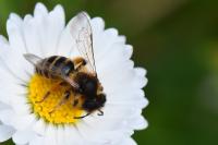 Andrena flavipes