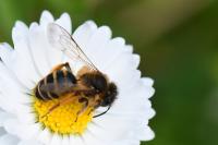 Andrena flavipes