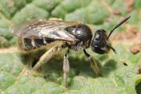 Lasioglossum