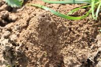 Lasioglossum