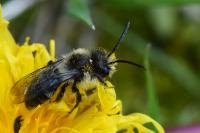 Andrena cineraria