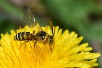 Nomada succincta
