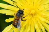 Osmia bicornis