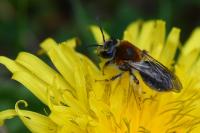 Andrena haemorrhoa