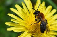 Andrena nitida