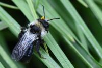 Andrena cineraria