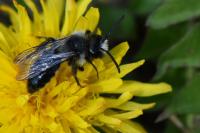 Andrena cineraria