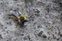 Andrena gravida