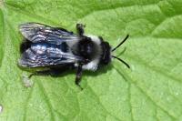 Andrena cineraria