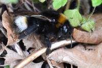 Bombus vestalis