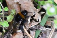 Bombus vestalis