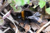Bombus vestalis