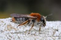 Andrena haemorrhoa