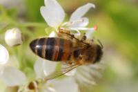 Apis mellifera