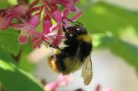 Bombus pratorum