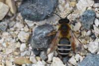 Andrena gravida