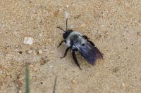 Andrena vaga