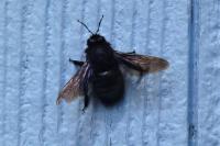 Xylocopa violacea