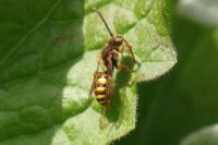 Nomada
