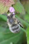 Anthophora plumipes