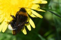 Bombus