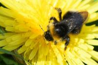 Bombus