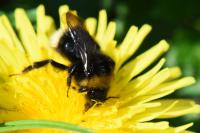 Bombus