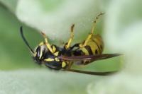 Vespula germanica
