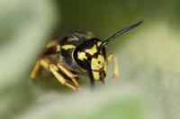Vespula germanica