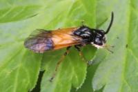 Arge cyanocrocea