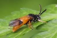 Arge cyanocrocea
