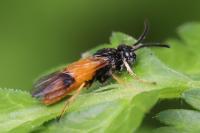 Arge cyanocrocea