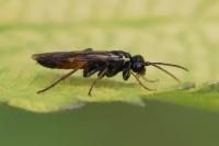 Aglaostigma aucupariae