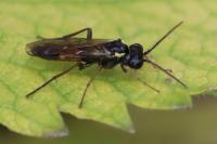 Aglaostigma aucupariae