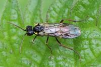 Aglaostigma aucupariae