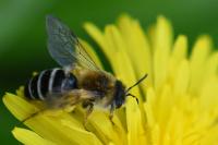 Andrena gravida